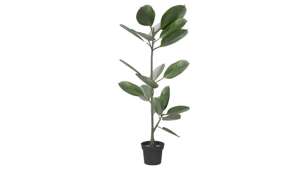 Realistic Potted Ficus Plant 3D Model - Professional 3D Model Render 6