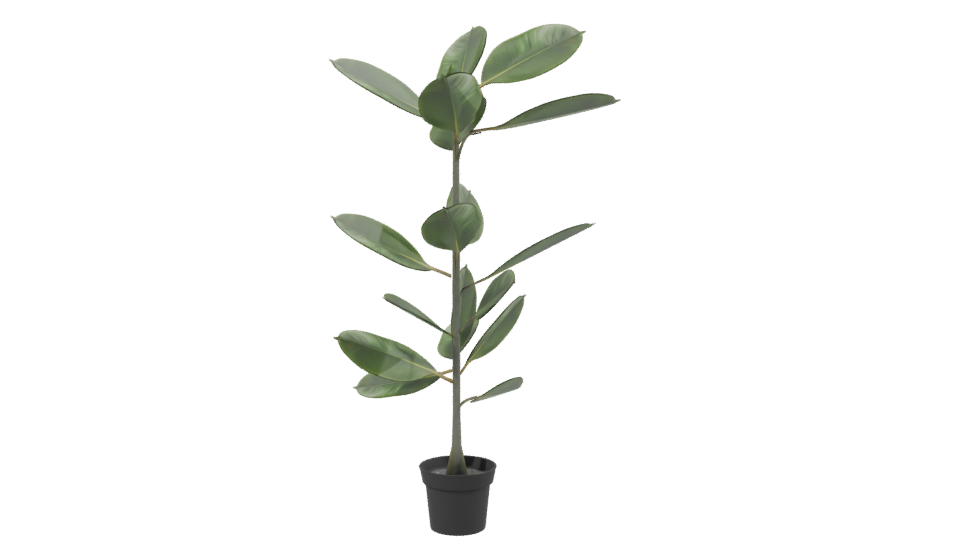 Realistic Potted Ficus Plant 3D Model - Professional 3D Model Render 2