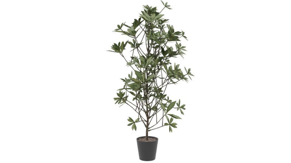 Lush Indoor Plant Model 3D - Professional 3D Model Render 9