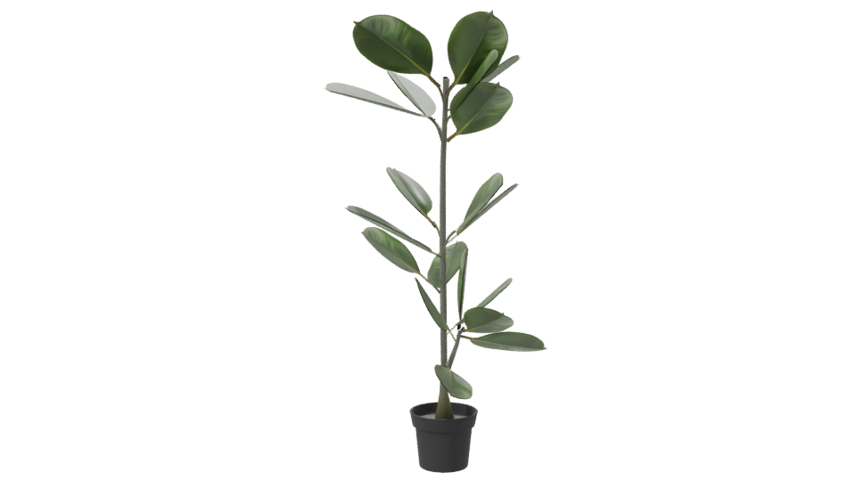 Realistic Potted Ficus Plant 3D Model - Professional 3D Model Render 7