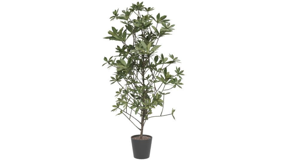 Lush Indoor Plant Model 3D - Professional 3D Model Render 5