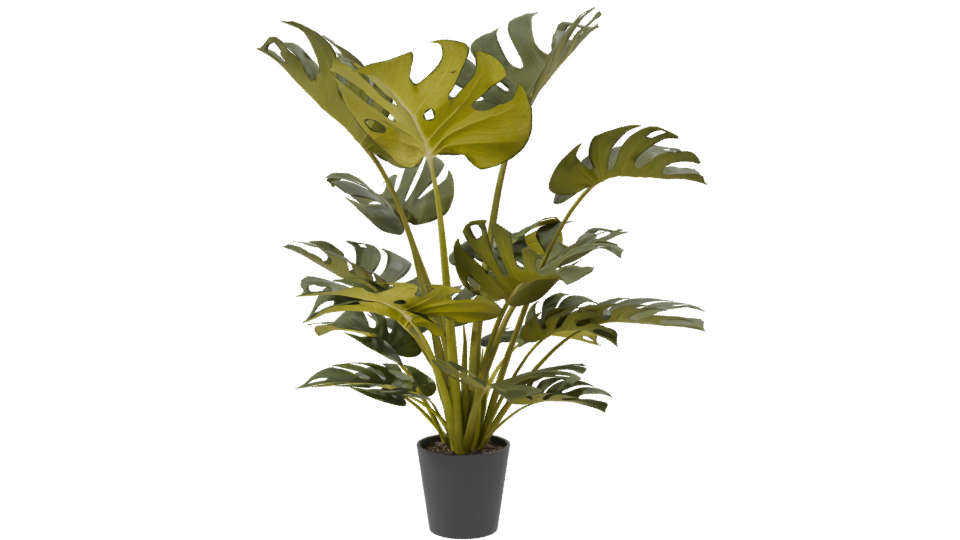 Lush Green Monstera Plant 3D Model - Professional 3D Model Render 8