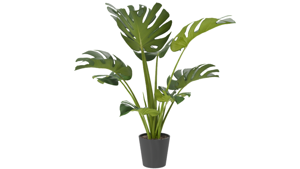 Stylized Indoor Plant Model 3D - Professional 3D Model Render 7