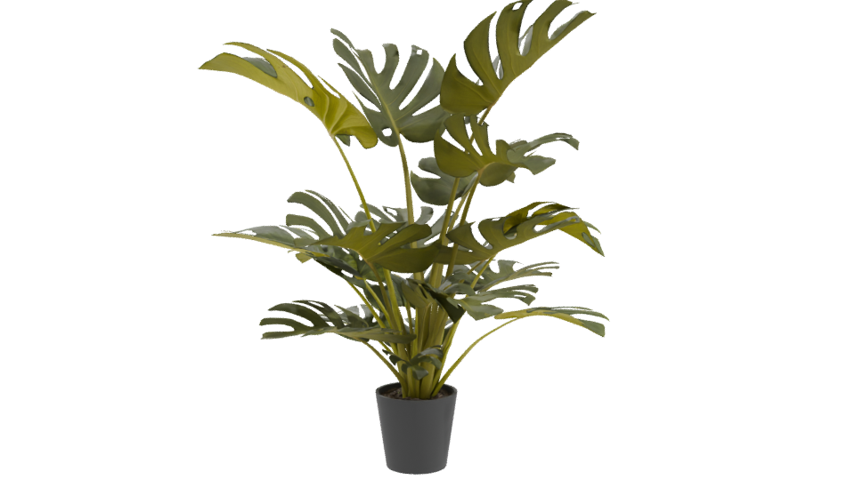 Lush Green Monstera Plant 3D Model - Professional 3D Model Render 10