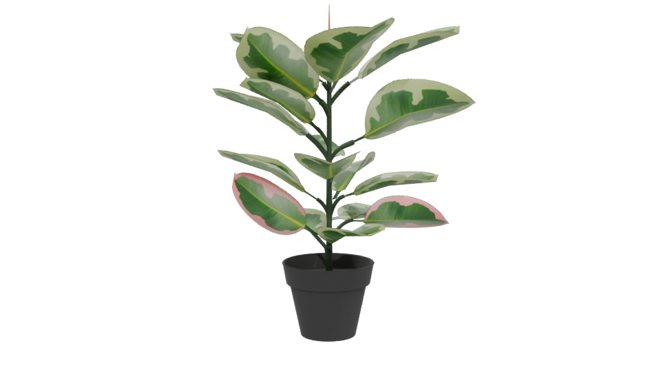 Artificial Pink Rubber Plant 3D - Professional 3D Model Render 5