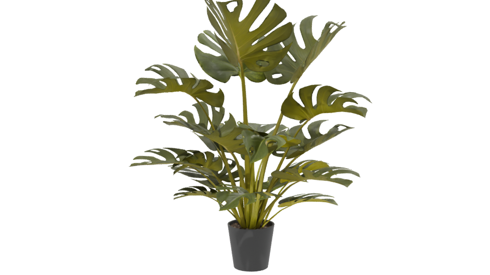 Lush Green Monstera Plant 3D Model - Professional 3D Model Render 13