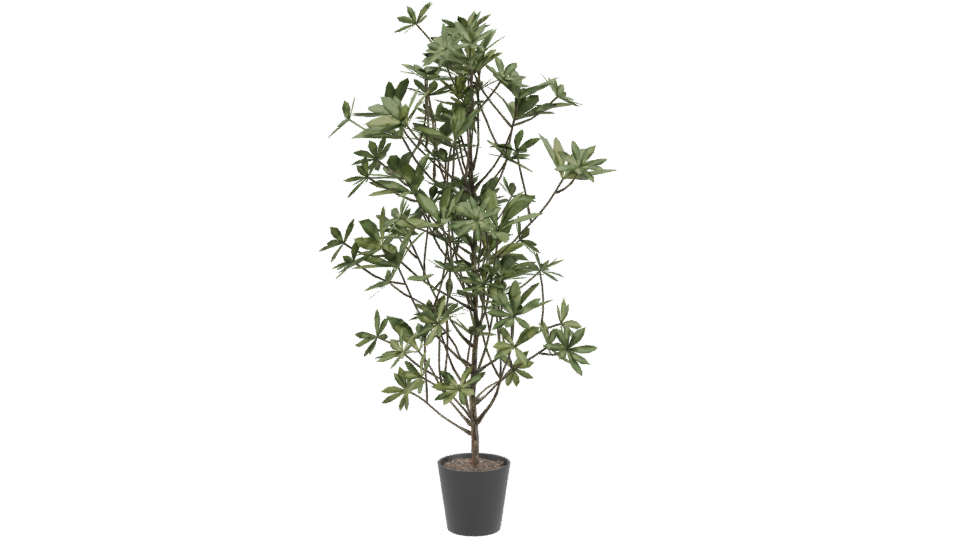 Lush Indoor Plant Model 3D - Professional 3D Model Render 3