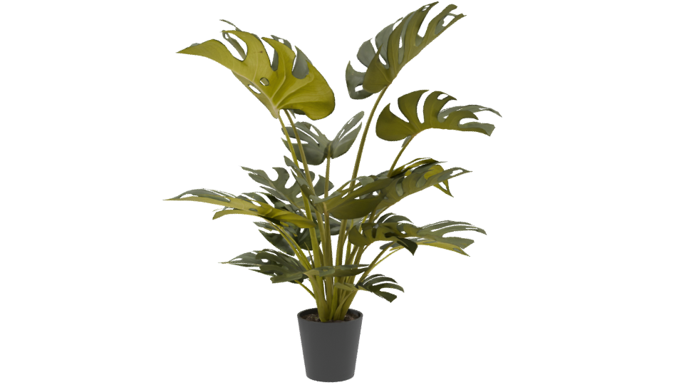 Lush Green Monstera Plant 3D Model - Professional 3D Model Render 9