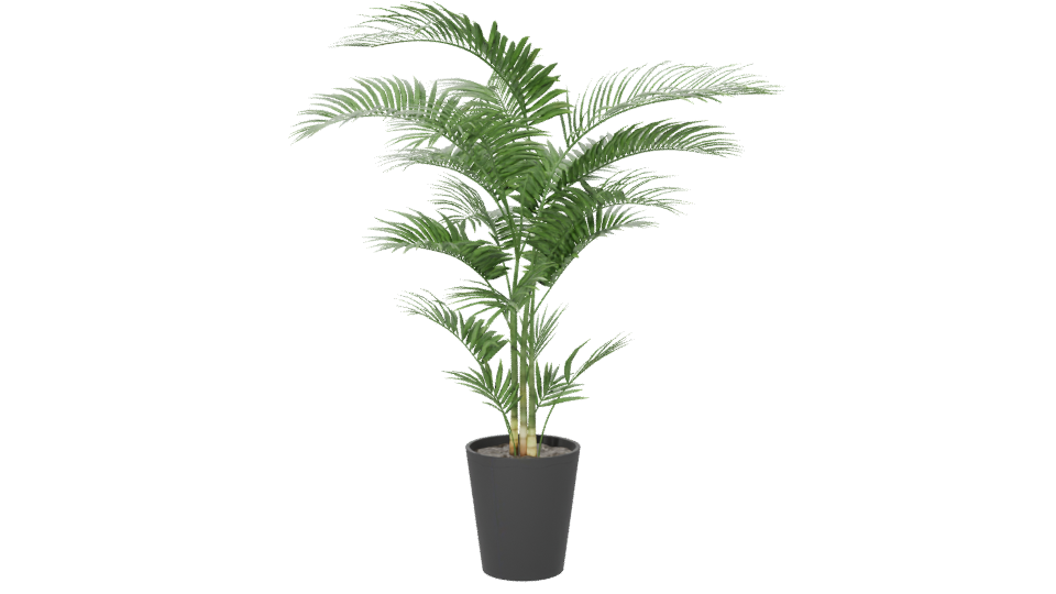 Lifelike Indoor Plant Model - Professional 3D Model Render 6