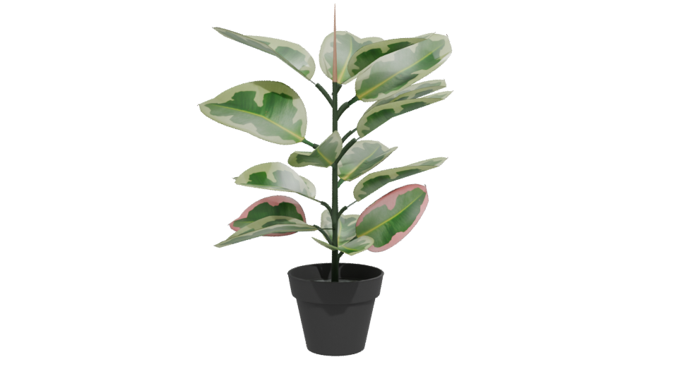Artificial Pink Rubber Plant 3D - Professional 3D Model Render 12