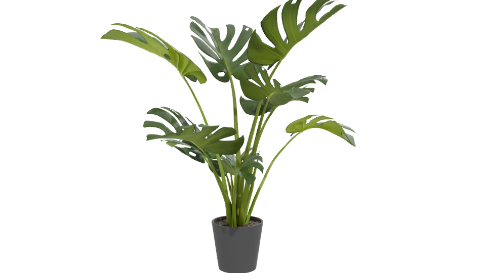 Stylized Indoor Plant Model 3D - Professional 3D Model Render 12