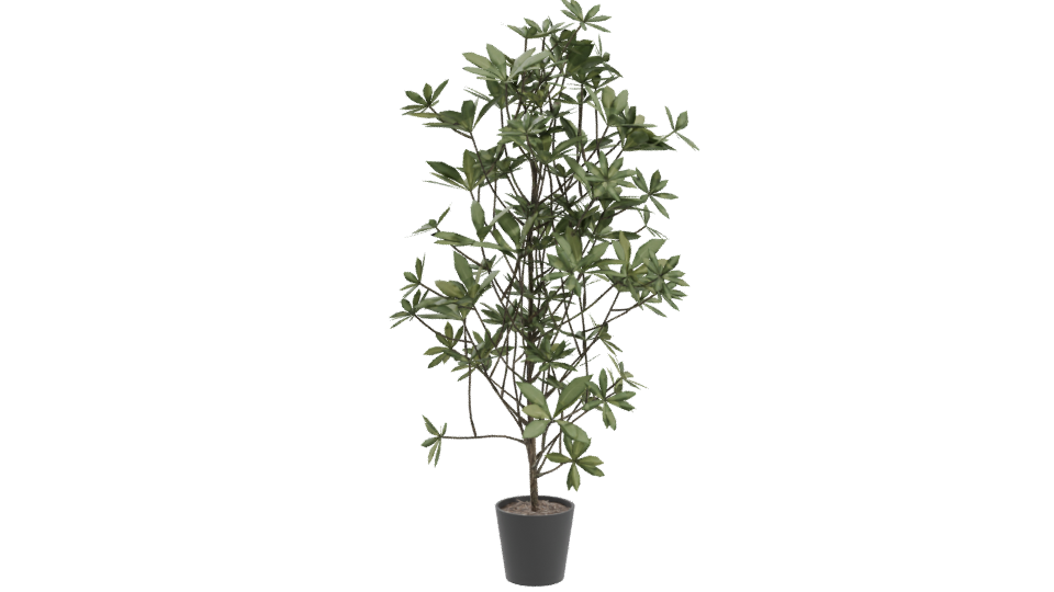 Lush Indoor Plant Model 3D - Professional 3D Model Render 10
