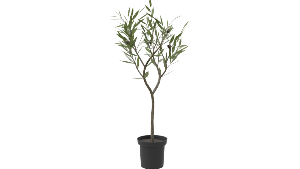 Stylized Indoor Potted Plant Model - Professional 3D Model Render 8