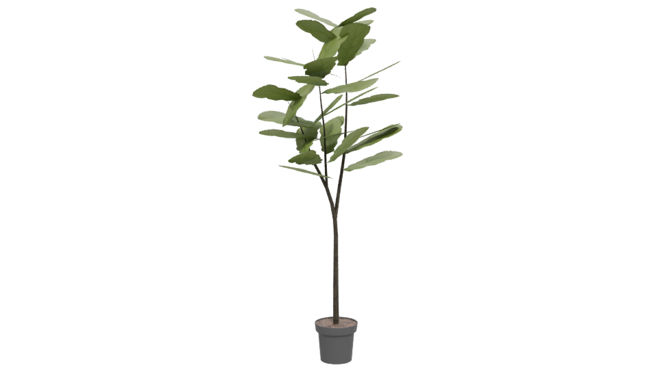 Stylized Indoor Plant 3D Model for Home Decor - Professional 3D Model Render 12