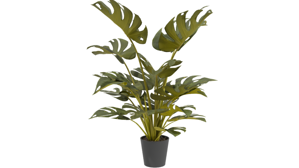 Lush Green Monstera Plant 3D Model - Professional 3D Model Render 3