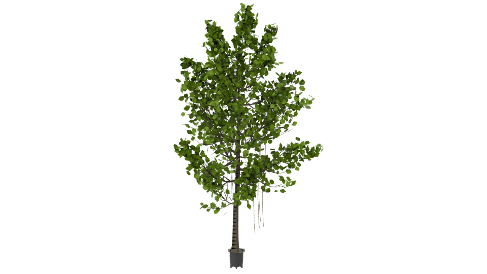 Artificial Ficus Tree 3D Model - Professional 3D Model Render 7