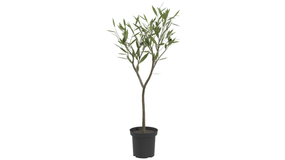 Stylized Indoor Potted Plant Model - Professional 3D Model Render 4