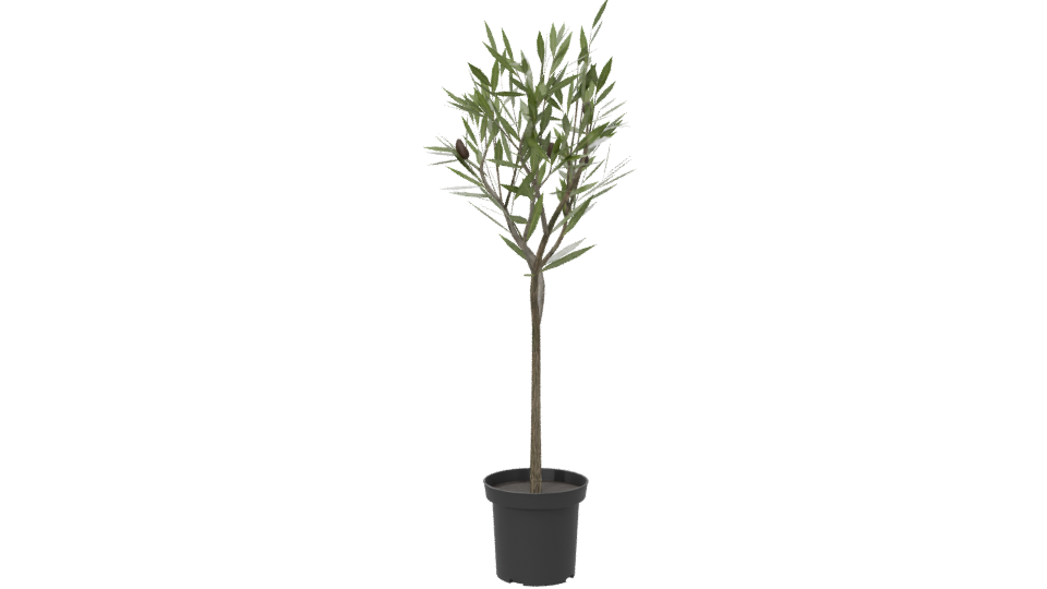 Stylized Indoor Potted Plant Model - Professional 3D Model Render 6