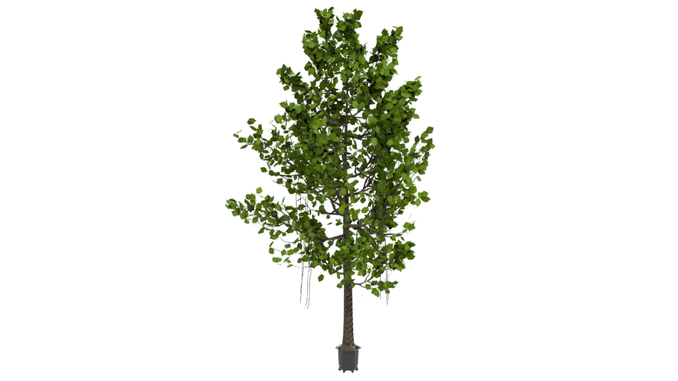 Artificial Ficus Tree 3D Model - Professional 3D Model Render 12