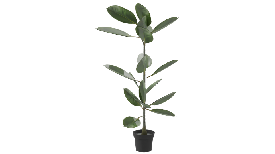Realistic Potted Ficus Plant 3D Model - Professional 3D Model Render 8
