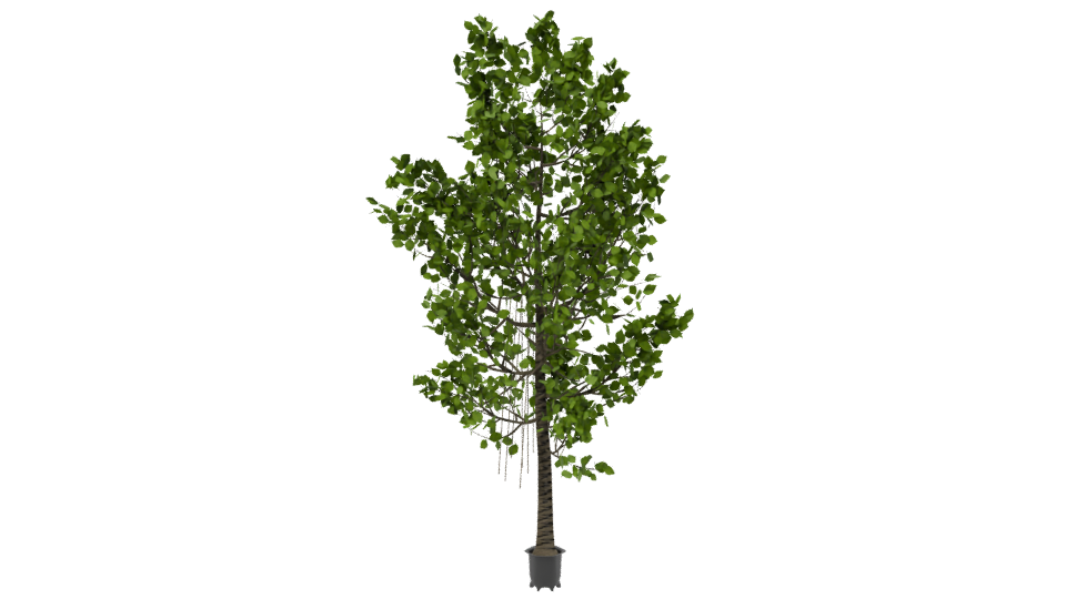 Artificial Ficus Tree 3D Model - Professional 3D Model Render 2