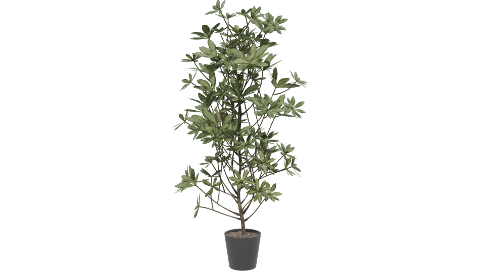Lush Indoor Plant Model 3D - Professional 3D Model Render 13