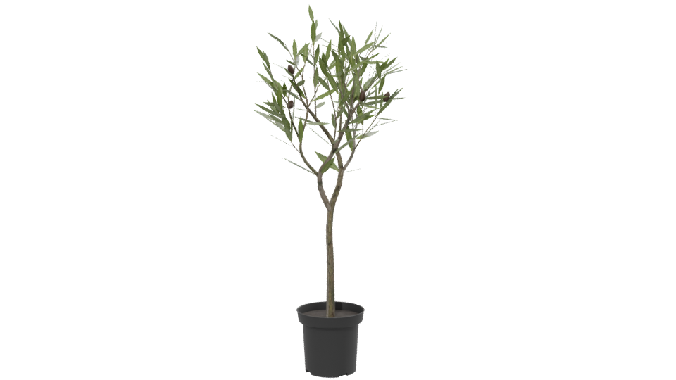 Stylized Indoor Potted Plant Model - Professional 3D Model Render 13