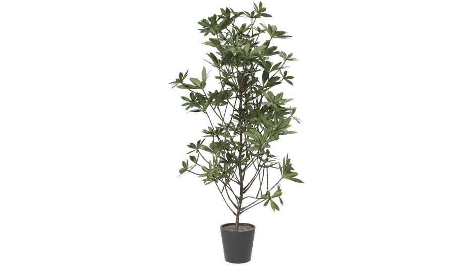 Lush Indoor Plant Model 3D - Professional 3D Model Render 7