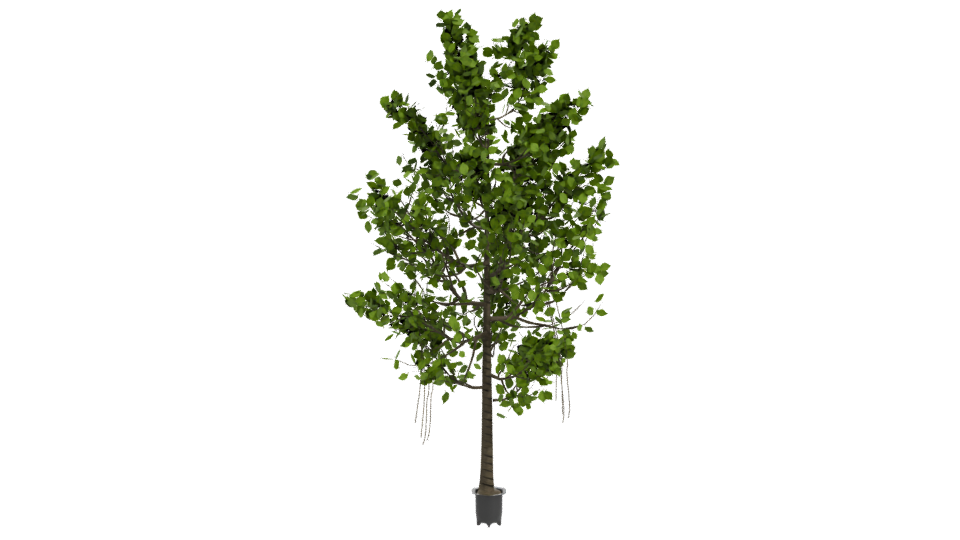 Artificial Ficus Tree 3D Model - Professional 3D Model Render 11