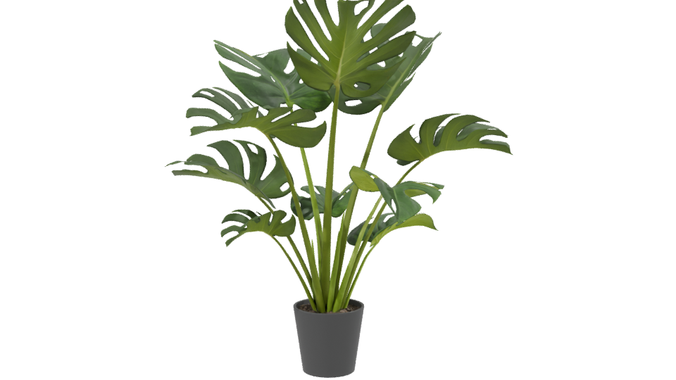 Stylized Indoor Plant Model 3D - Professional 3D Model Render 2