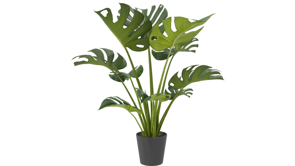 Stylized Indoor Plant Model 3D - Professional 3D Model Render 8