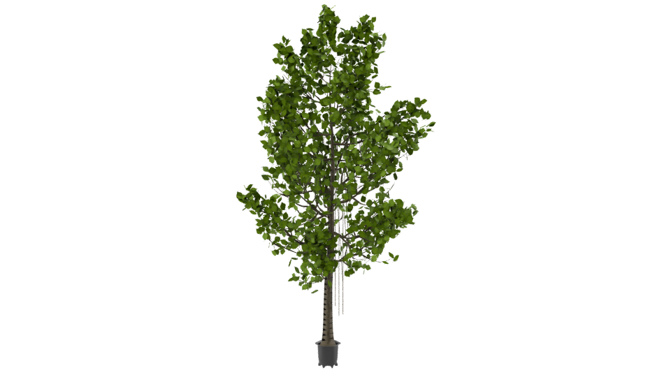 Artificial Ficus Tree 3D Model - Professional 3D Model Render 8