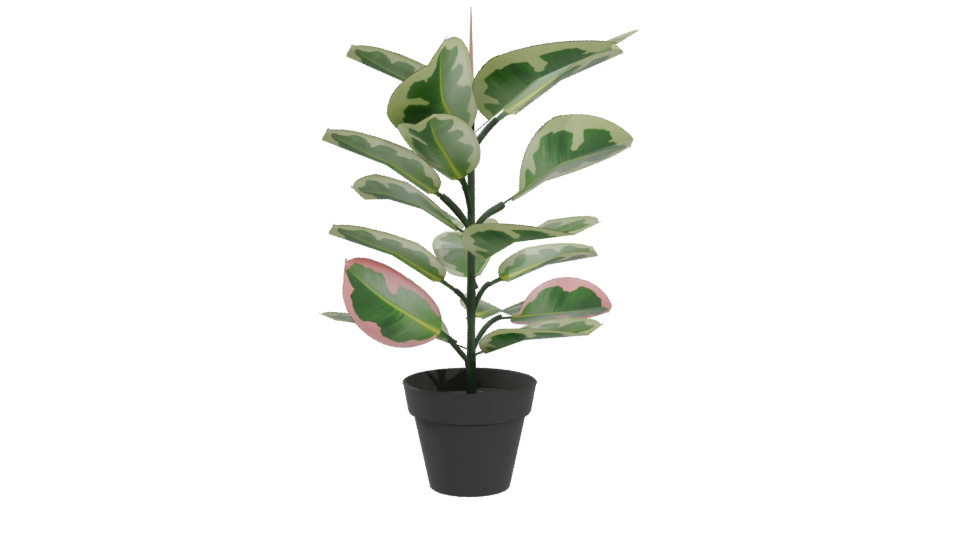 Artificial Pink Rubber Plant 3D - Professional 3D Model Render 4