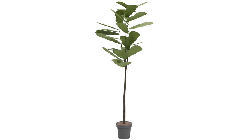 Stylized Indoor Plant 3D Model for Home Decor - Professional 3D Model Render 4
