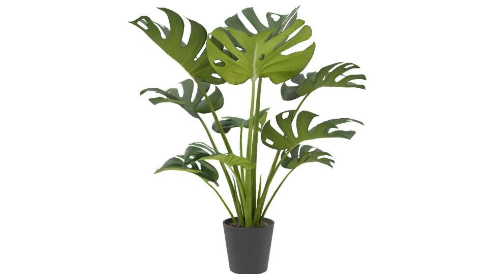 Stylized Indoor Plant Model 3D - Professional 3D Model Render 9