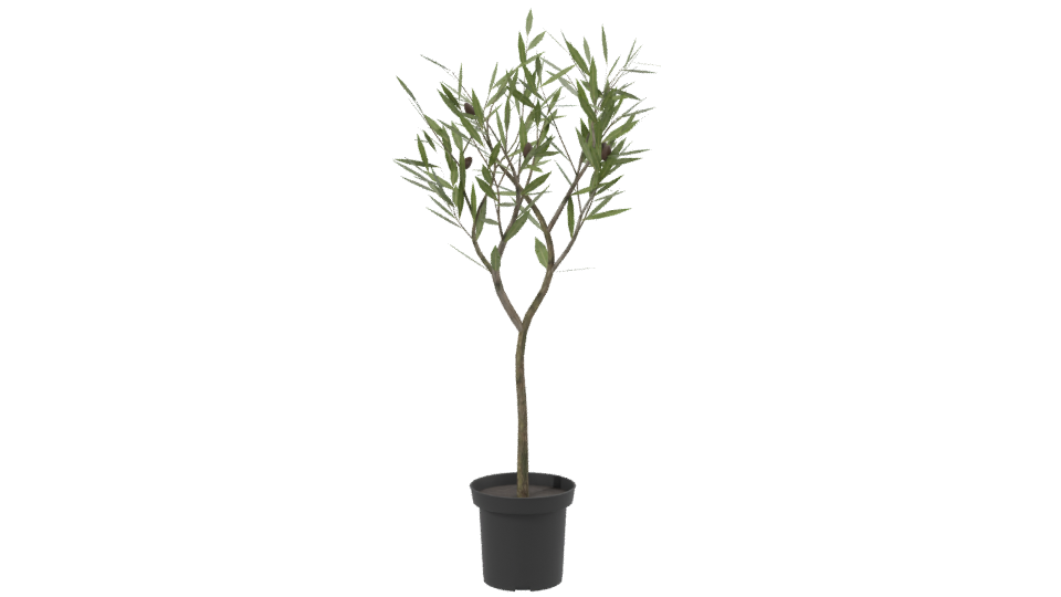 Stylized Indoor Potted Plant Model - Professional 3D Model Render 2