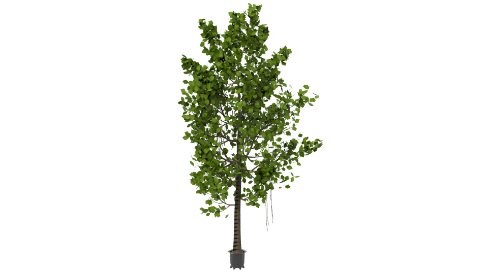 Artificial Ficus Tree 3D Model - Professional 3D Model Render 6