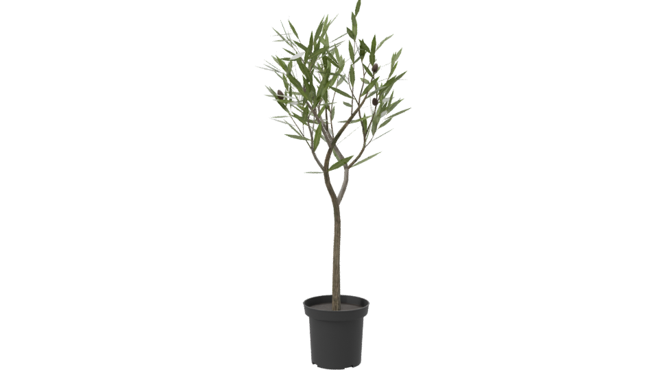 Stylized Indoor Potted Plant Model - Professional 3D Model Render 7