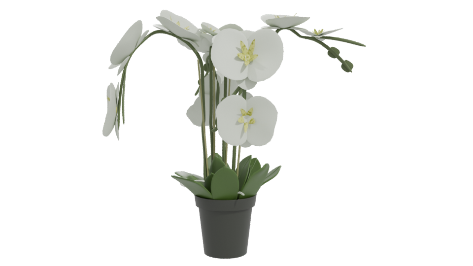 Elegant Orchid Plant 3D Model - Professional 3D Model Render 11