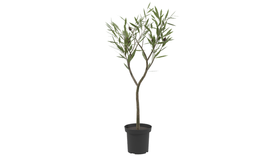 Stylized Indoor Potted Plant Model - Professional 3D Model Render 3
