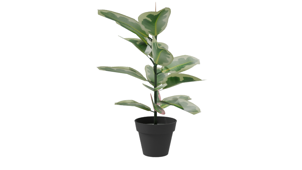 Artificial Pink Rubber Plant 3D - Professional 3D Model Render 8
