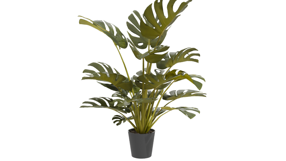 Lush Green Monstera Plant 3D Model - Professional 3D Model Render 11