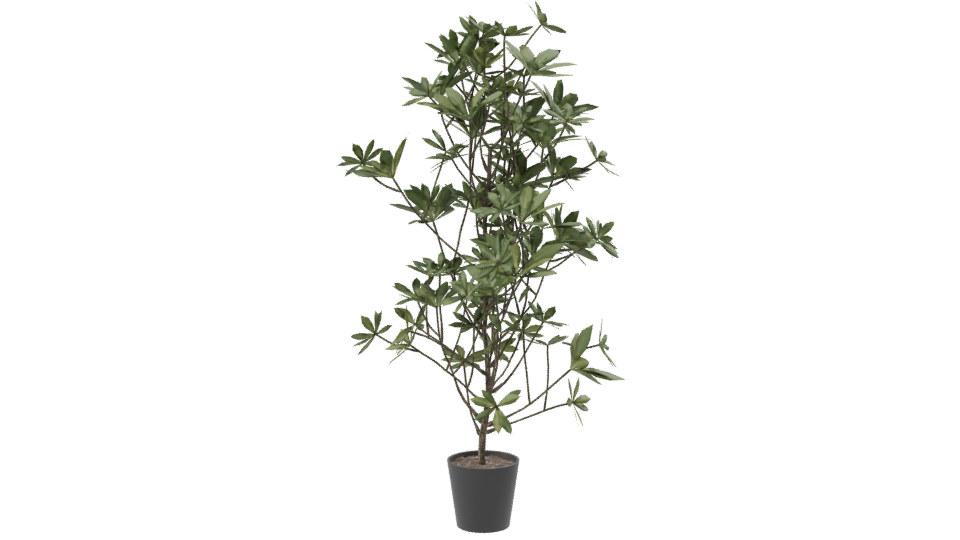 Lush Indoor Plant Model 3D - Professional 3D Model Render 8