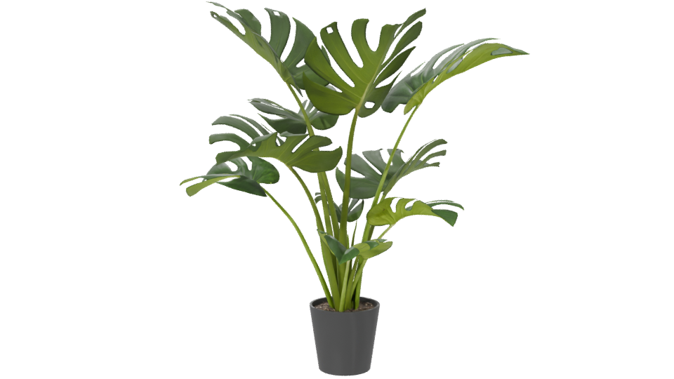 Stylized Indoor Plant Model 3D - Professional 3D Model Render 6