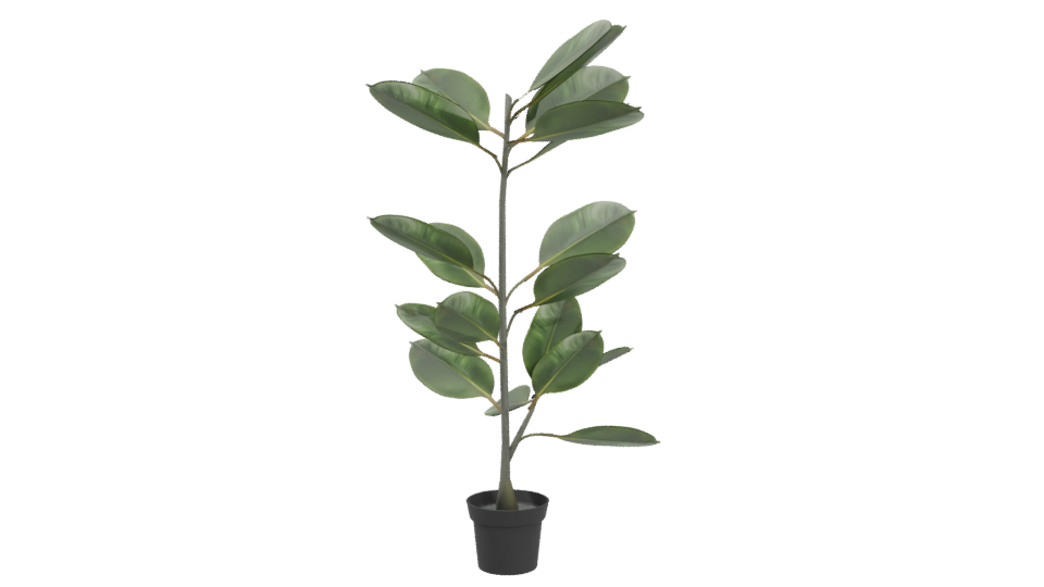 Realistic Potted Ficus Plant 3D Model - Professional 3D Model Render 4