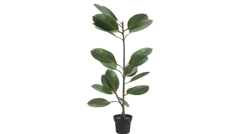 Realistic Potted Ficus Plant 3D Model - Professional 3D Model Render 10