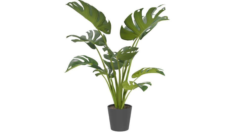 Stylized Indoor Plant Model 3D - Professional 3D Model Render 5