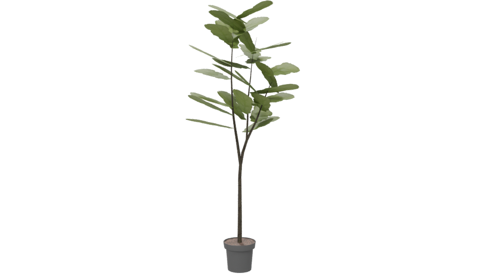 Stylized Indoor Plant 3D Model for Home Decor - Professional 3D Model Render 6