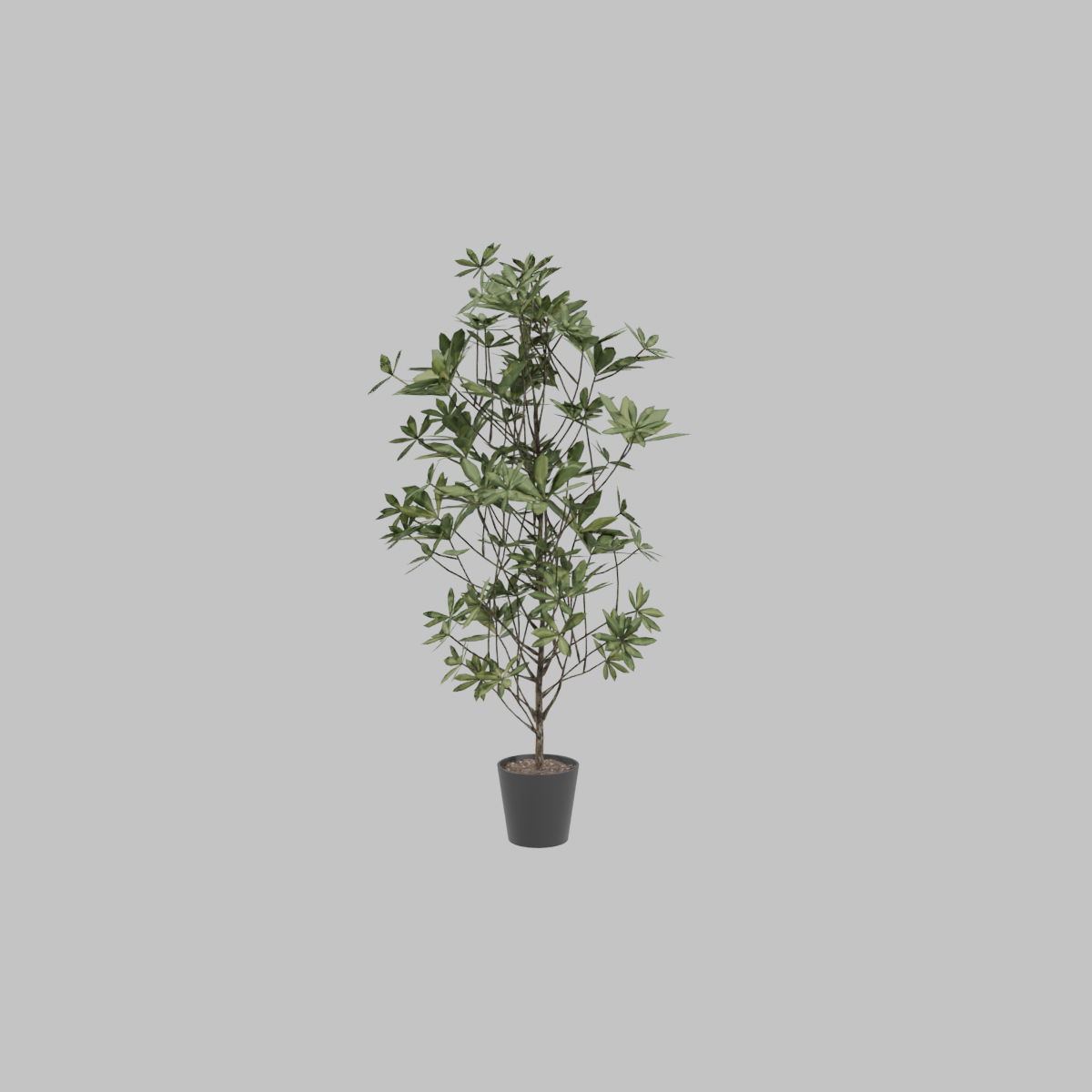 Planta_artificial_Schefflera_172 cm