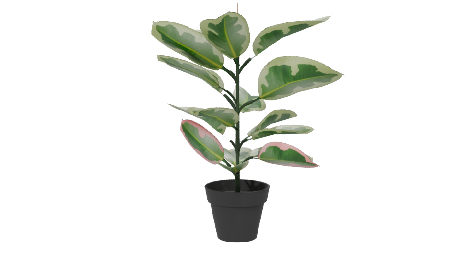 Artificial Pink Rubber Plant 3D - Professional 3D Model Render 6